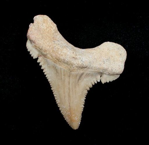 Fossil Palaeocarcharodon Tooth - #4050